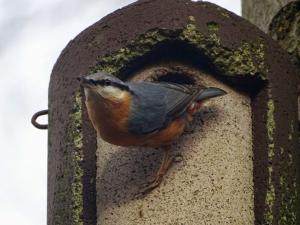 Aria 01 Boomklever houdt opruiming